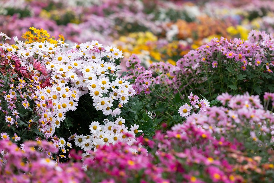 花の写真